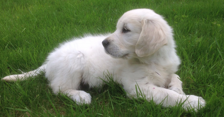 Foto: Golden retriever